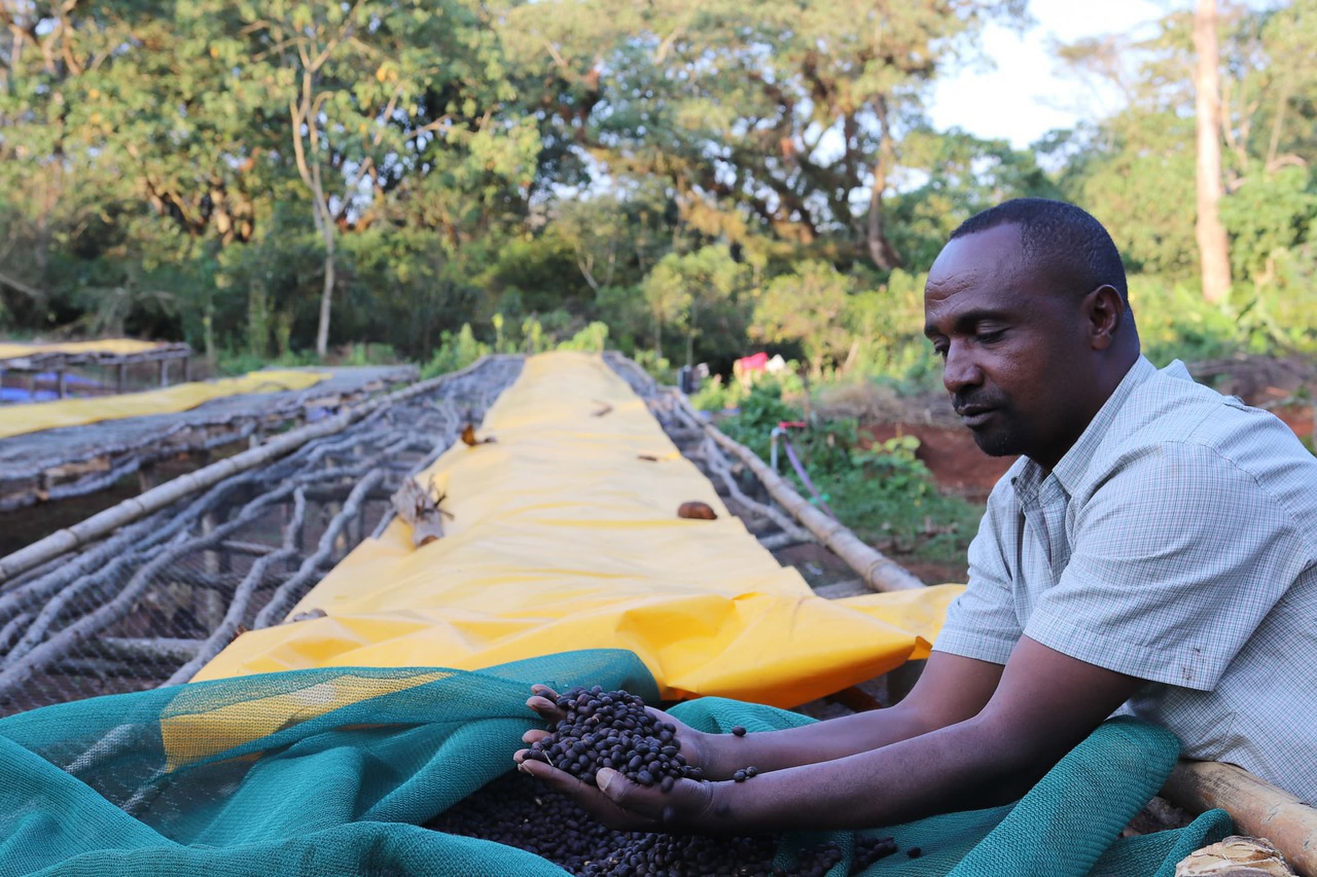 Coffee Beshasha Ethiopia GROUNDS