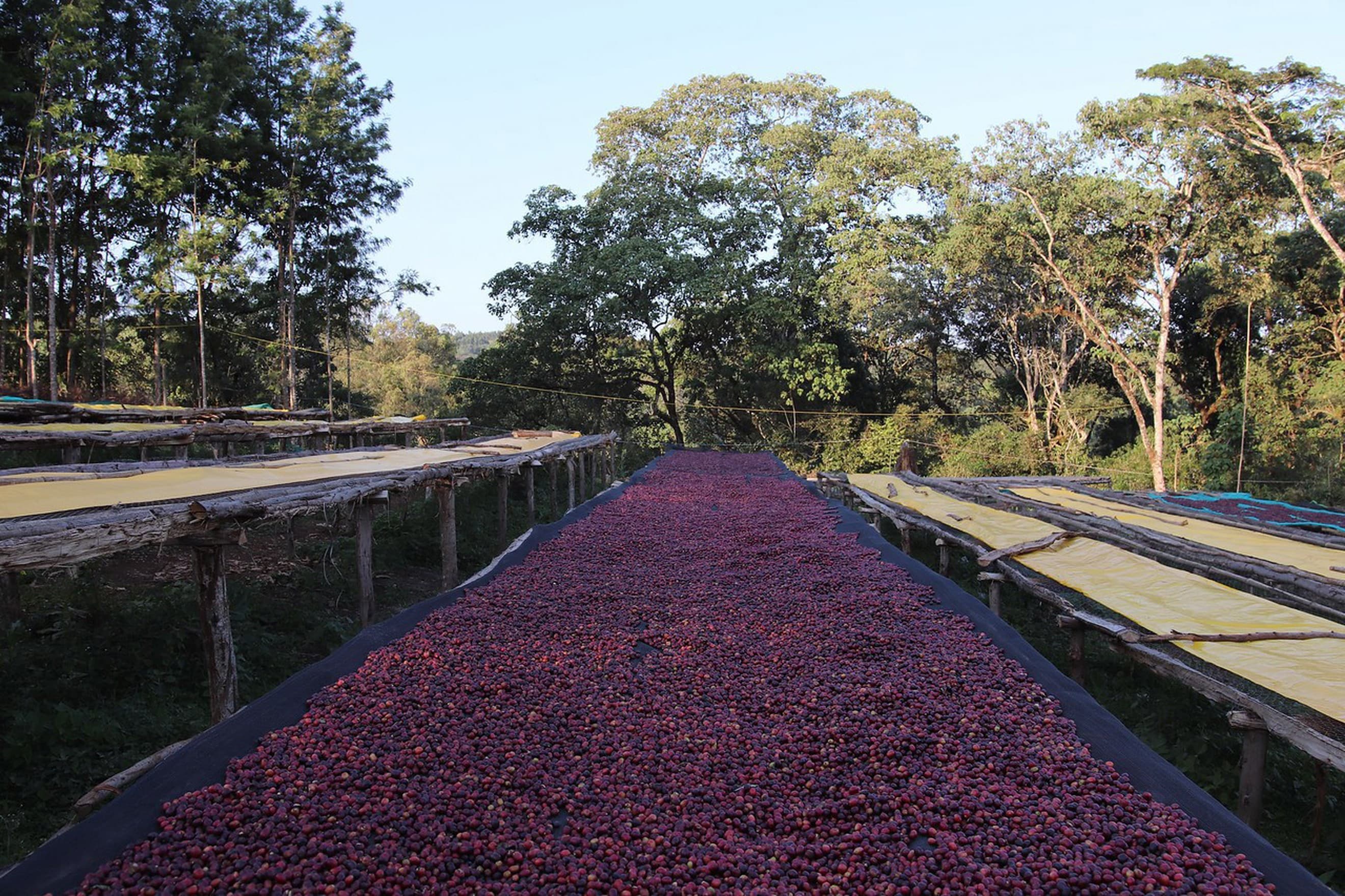 Coffee Beshasha Ethiopia BEANS 250g